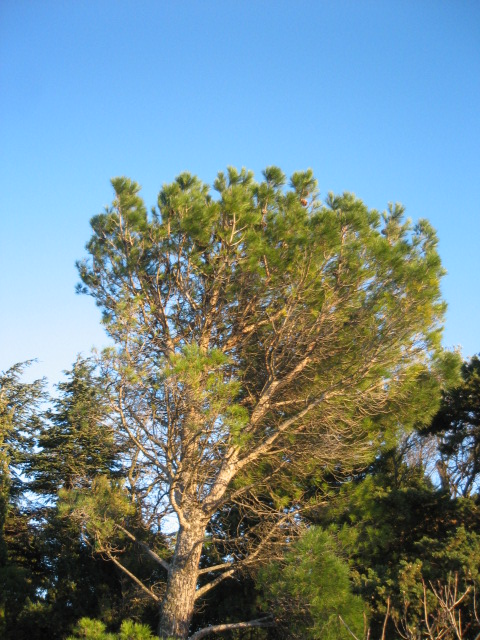 pine tree