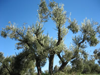 olive tree